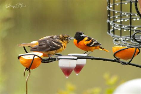 orioles birds pictures male and female